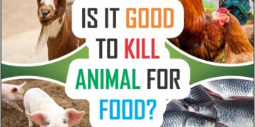 Is is good to kill animal for food?
