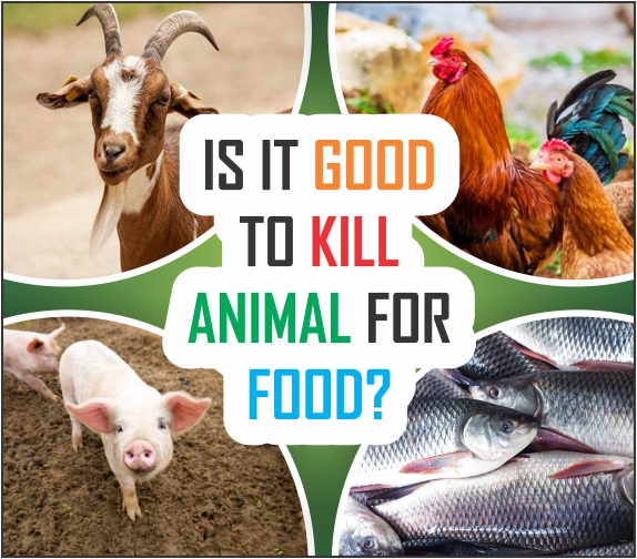 Is is good to kill animal for food?