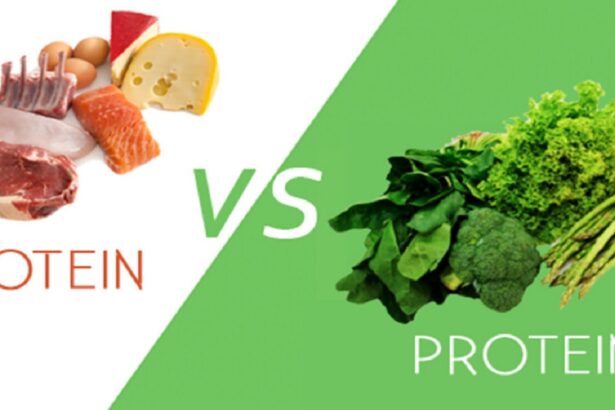 Animal-Protein-vs-Plant-Protein